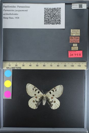 Media type: image;   Entomology 35758